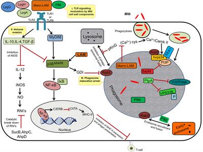 Mycobacterial Dormancy Systems and Host Responses in Tuberculosis